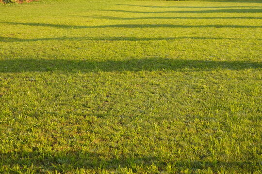 Lush Green Lawn Bathed in Golden Hour Sunlight Casting Long Shadows Creating a Serene Natural Backdrop for Outdoor Themes and Growth Concepts