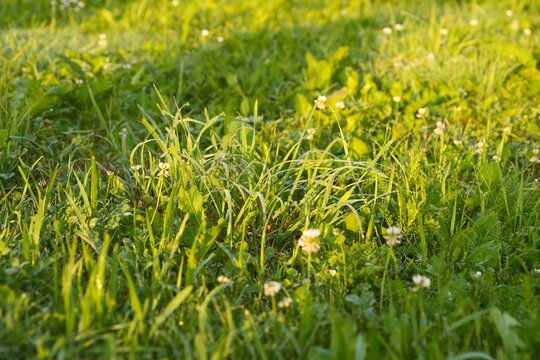 Lush Green Grass with Dew Drops and White Wildflowers in Golden Hour Sunlight Fresh Meadow Texture