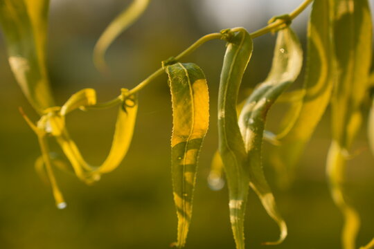 Golden Hour Willow Leaves with Water Droplets Serene Nature Botanical Detail