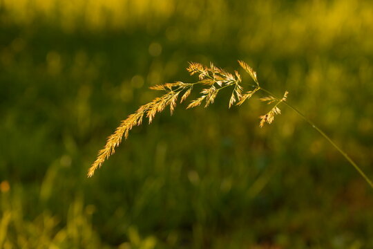 Golden Grass Seed Head Illuminated by Warm Sunlight in Green Field with Soft Bokeh Background