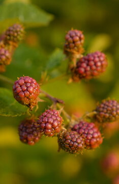 Close Up of Unripe Reddish Purple Blackberries on Vine with Blurred Green Foliage and Sunlight Vertical Background