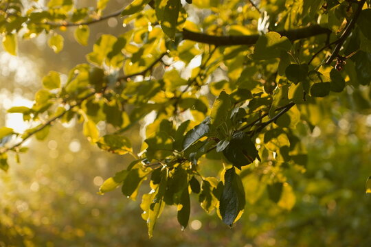 Green Leaves with Water Droplets in Golden Hour Sunlight with Soft Bokeh Background