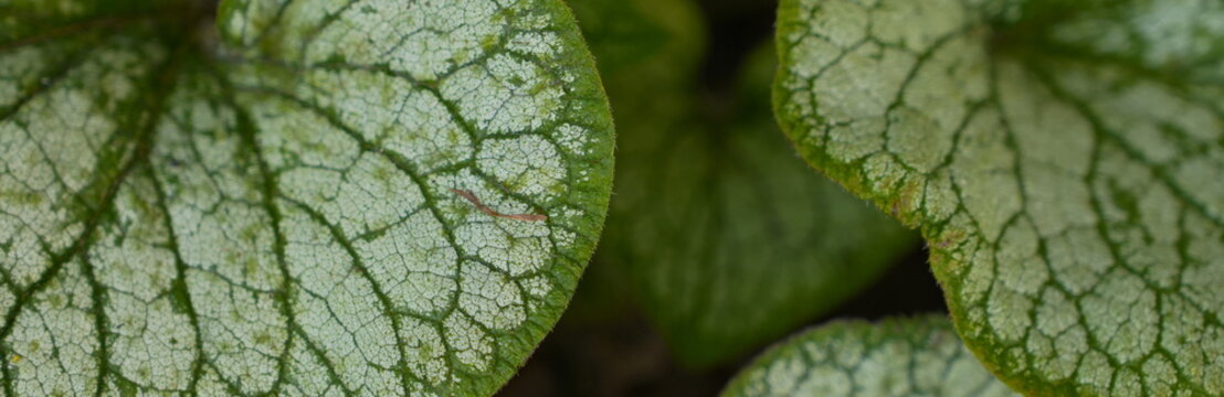 Close-up of Silver Variegated Green Leaves Detailed Veins Botanical Texture Macro View