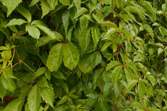 Lush Green Virginia Creeper Leaves with Water Droplets Natural Botanical Texture Background