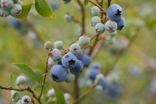 Ripe Blue and Unripe Green Blueberries Growing on a Bush Branch Natural Food Agriculture Health Concept