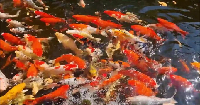 Vibrant koi fish swimming in pond create dynamic patterns during feeding time at daylight.