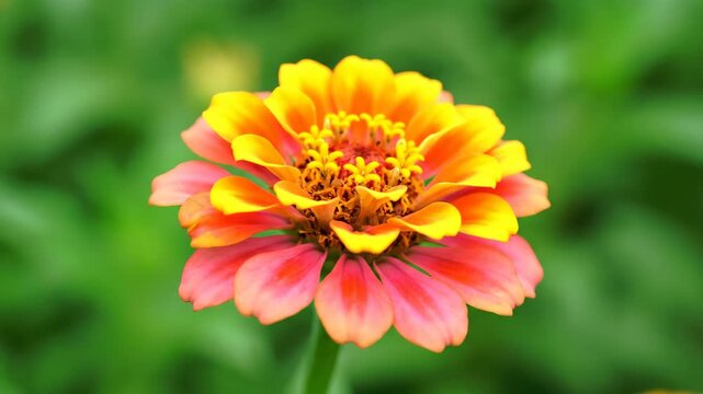 Close up of colorful flower materials, close up of orange red zinnias
