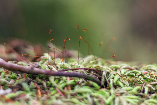 moss on a tree