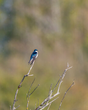Tree swallow, British Columbia, canada