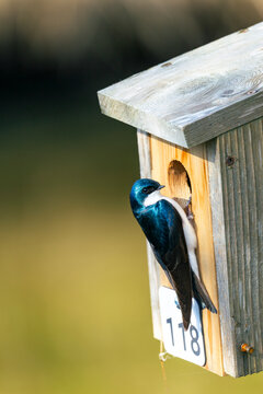 Tree swallow on a nest box in British Columbia, Canada