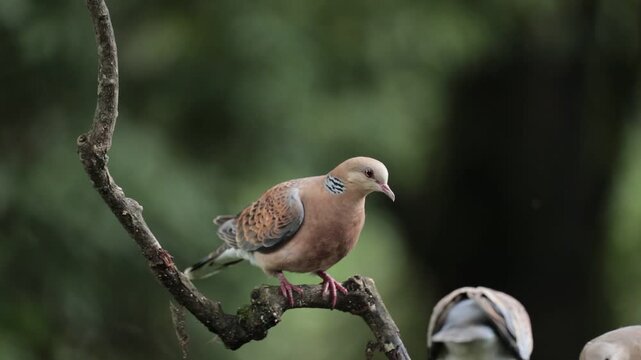 An Oriental Turtle Dove shooed away by other doves while trying to feed along with them