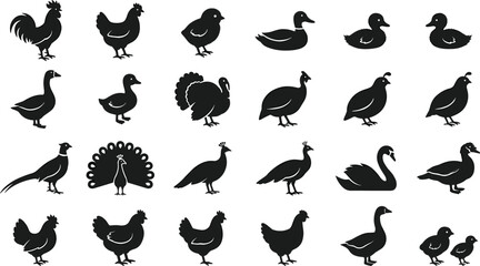 Fototapeta premium Poultry and Farm Bird Black Silhouette Icon Set Featuring Chicken Rooster Duck Turkey Peacock and Swan Symbols for Agriculture Graphic Designs