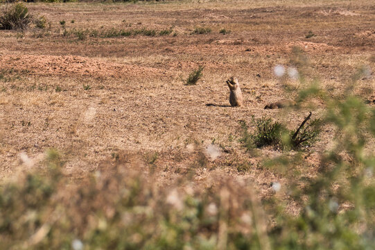 Prairie dog at Devil's Tower