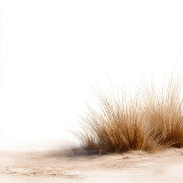 isolated dry grass patch representing arid land desert landscape element