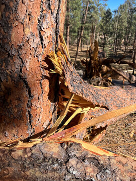 Broken tree at Devil's Tower