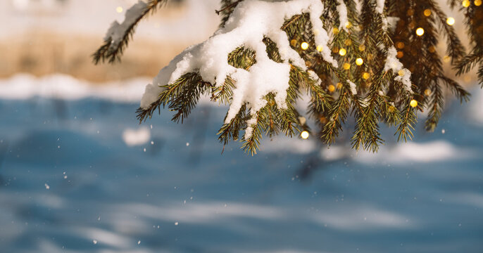Snow-covered evergreen branch with glowing Christmas lights in warm winter sunlight.