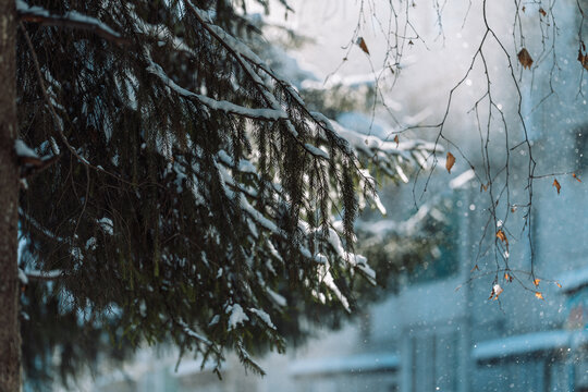 Snow-covered fir tree with snow near house in winter.