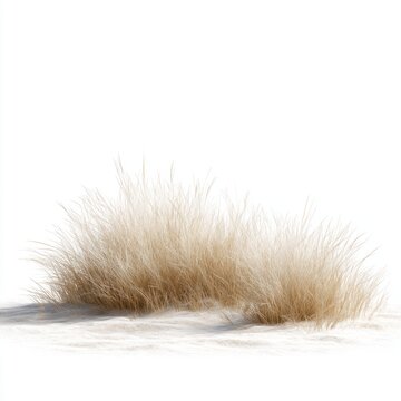 isolated dry grass patch representing arid land desert landscape element