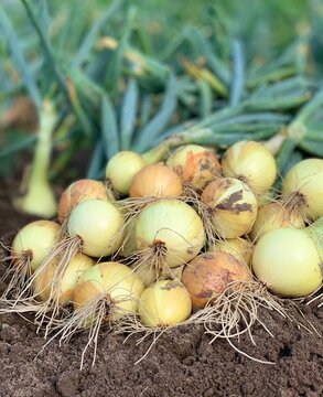 Harvest of organic yellow onions in a farm garden. Fresh vegetables, natural agriculture, and healthy eating
