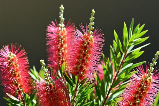 Bright red bottlebrush flowers bloom on green shrub branches. Vibrant crimson Callistemon petals grow in summer garden sunshine. Natural botany closeup shows delicate spike blossom texture. Exotic