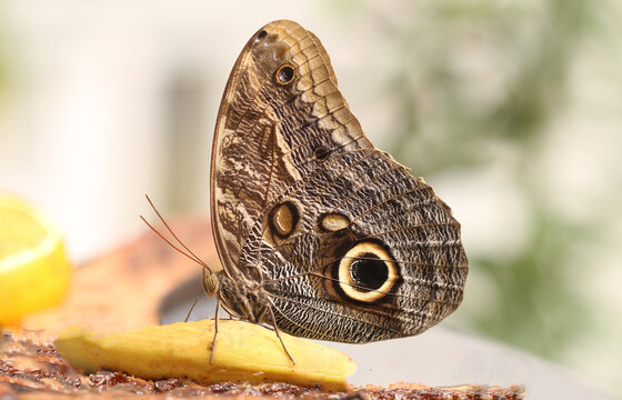 Bananenfalter - Yellow-edged giant owl