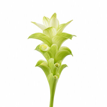 Fresh White Turmeric Flower Blooming Isolated on Pure White Background