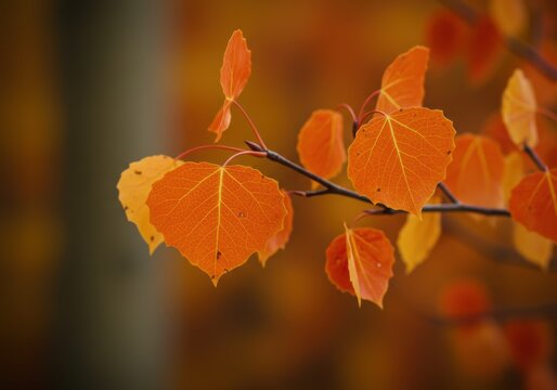 Closeup of bright orange aspen leaves on a branch during autumn, with a soft, blurred background