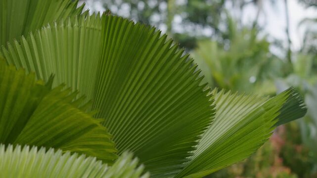 Close-up of lush tropical greenery with large vibrant green leaves creating a dense exotic background.