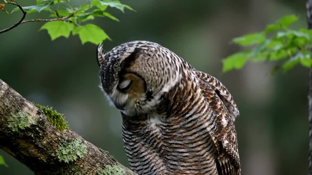 Close up of an owl on a branch, HD close up of a branch owl