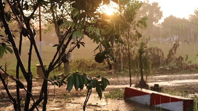 Rain falling in the front yard with a very rare sunset as the backdrop, along with the rain-drenched trees&mdash;and this is all natural