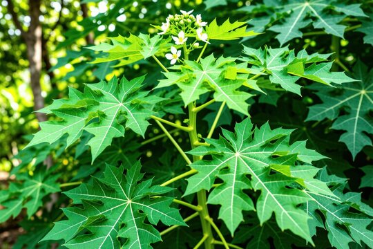 Flowering Cnidoscolus aconitifolius Mexican chaya shrub grows in organic garden. Bright green leafy plant features distinct maple like foliage with white blossoms. Perennial tropical herb contains