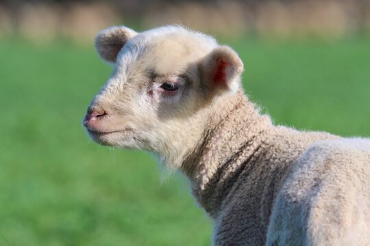 close up profile of a Merino cross White Suffolk breed newborn lamb on a Western Australian farm