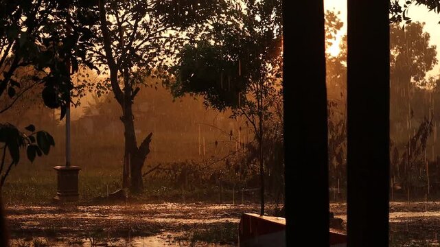 Rain falling in the front yard with a very rare sunset as the backdrop, along with the rain-drenched trees&mdash;and this is all natural