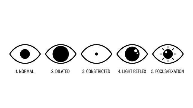 Human Eye Pupil Dilation and Focus Reaction States