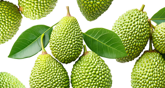 Closeup of exotic green tropical fruits Marang Fruit with bumpy skin and green leaves, isolated on white background