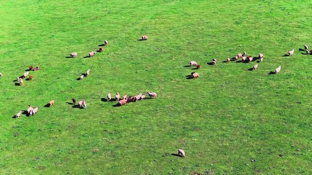 Aerial view of sheep herd grazing on lush green grassland in Xinjiang.