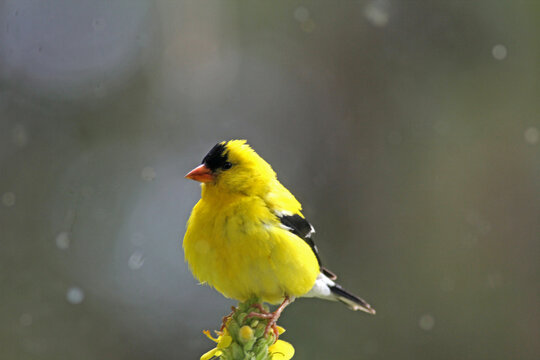 Male Goldfinch male classic breeding-season coloration perched on top of a mullein flower. Close up with bright lemon yellow breeding plumage