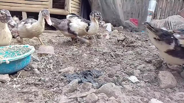Muscovy ducks and domestic ducks eating feed on traditional rural farmyard