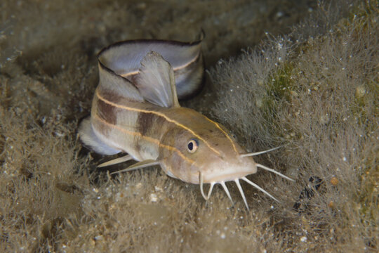 Striped eel catfish