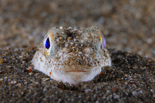 Yellow-spotted pufferfish