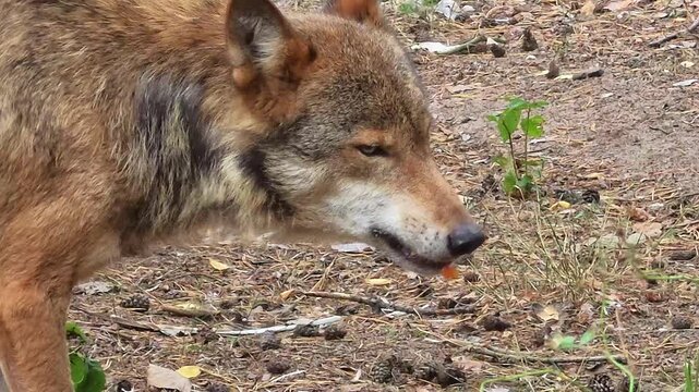 Gray Wolf Eating a Bird Close Up