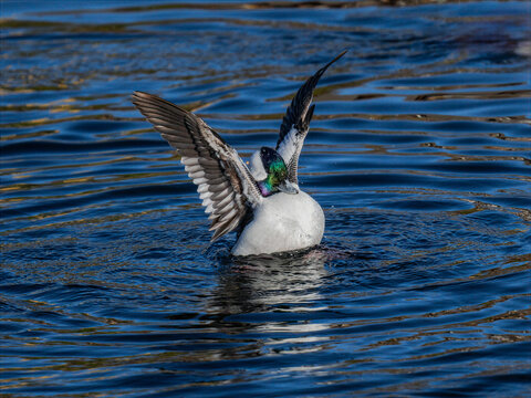 Male bufflehead duck stretching wings on calm blue water surface