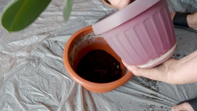 Senior Woman Transplanting Rubber Plant Into Larger Flowerpot at Home