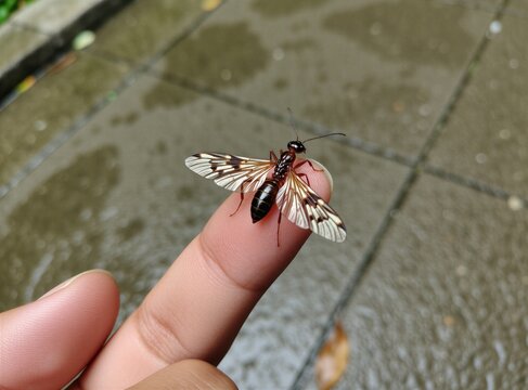 Small winged termite rests on human finger. Macro view of brown insect with delicate clear wings sits on skin. Background shows wet grey concrete floor after rain. Wildlife creature stands on hand