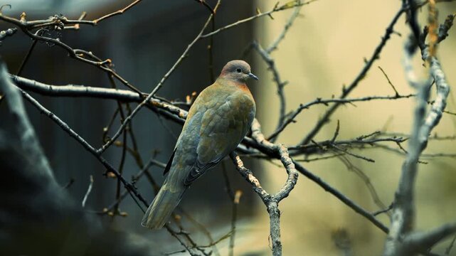 A beautiful wild bird resting on a tree branch in its natural habitat. The image showcases colorful feathers, peaceful wildlife, and the beauty of nature, making it ideal for themes related to birds, 