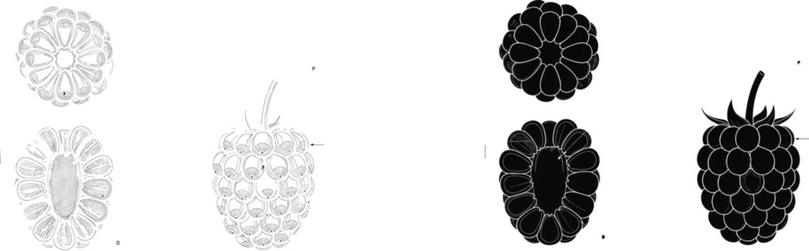 Detailed black and white botanical illustration of a raspberry structure and fruit vector diagram