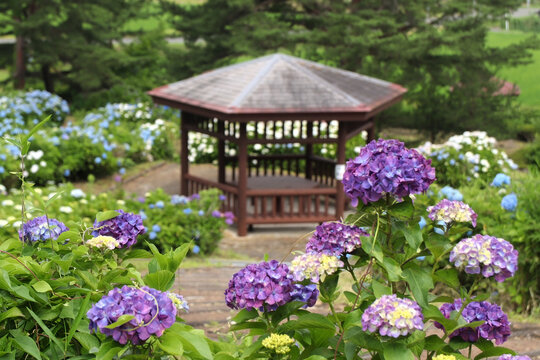 愛宕山公園あじさい園（宮城県加美町）