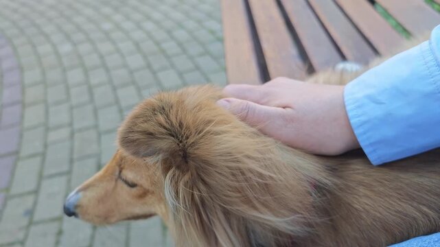 Close up of a smart fluffy ginger dog intently focused on a target outside the frame ignoring human hand petting, concept of canine attention training, high concentration, alertness and obedience