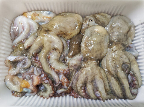 とれたての新鮮なタコ