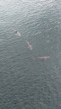 Aerial view of basking sharks at Muckross Head ,Donegal - Ireland
